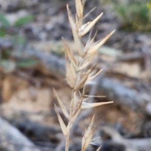 Rytidosperma sp. at Kingsdale, NSW - 4 Sep 2024