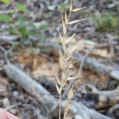 Rytidosperma sp. at Kingsdale, NSW - 4 Sep 2024