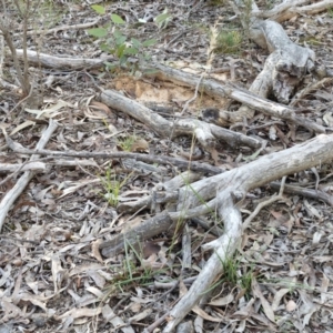 Rytidosperma sp. at Kingsdale, NSW - 4 Sep 2024