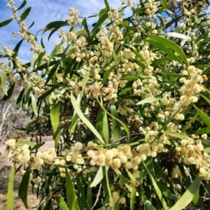 Acacia melanoxylon at Tharwa, ACT - 4 Sep 2024