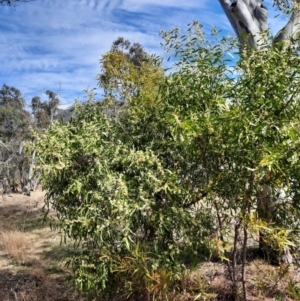 Acacia melanoxylon at Tharwa, ACT - 4 Sep 2024