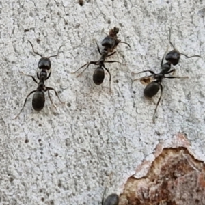 Anonychomyrma sp. (genus) at Kingsdale, NSW - 4 Sep 2024