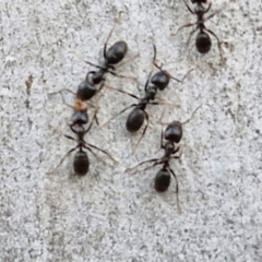 Anonychomyrma sp. (genus) at Kingsdale, NSW - 4 Sep 2024