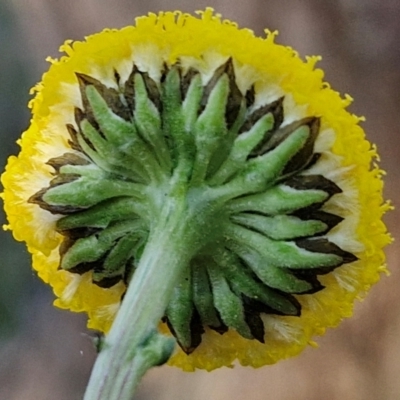 Craspedia variabilis at Kingsdale, NSW - 4 Sep 2024 by trevorpreston