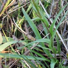 Craspedia variabilis at Kingsdale, NSW - 4 Sep 2024