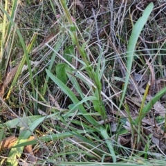 Craspedia variabilis at Kingsdale, NSW - 4 Sep 2024