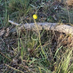 Craspedia variabilis at Kingsdale, NSW - 4 Sep 2024