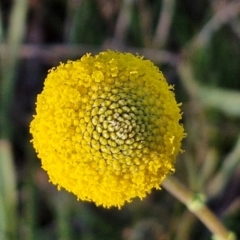 Craspedia variabilis at Kingsdale, NSW - 4 Sep 2024