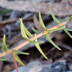 Acacia ulicifolia at Kingsdale, NSW - 4 Sep 2024 by trevorpreston