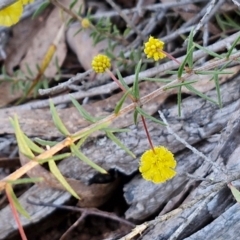 Acacia ulicifolia at Kingsdale, NSW - 4 Sep 2024 04:26 PM