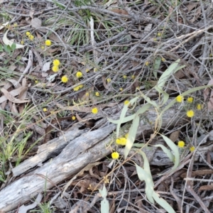 Acacia ulicifolia at Kingsdale, NSW - 4 Sep 2024 04:26 PM