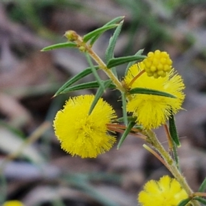 Acacia ulicifolia at Kingsdale, NSW - 4 Sep 2024 04:26 PM