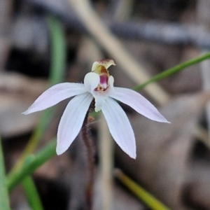 Caladenia fuscata at Kingsdale, NSW - 4 Sep 2024