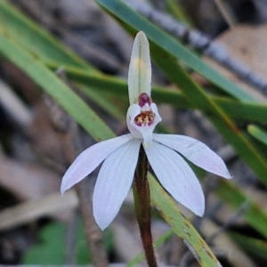 Caladenia fuscata at Kingsdale, NSW - 4 Sep 2024