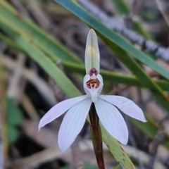 Caladenia fuscata at Kingsdale, NSW - 4 Sep 2024