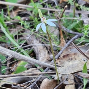 Caladenia fuscata at Kingsdale, NSW - 4 Sep 2024