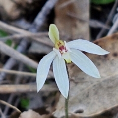 Caladenia fuscata at Kingsdale, NSW - 4 Sep 2024