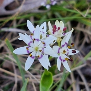 Wurmbea dioica subsp. dioica at Kingsdale, NSW - 4 Sep 2024