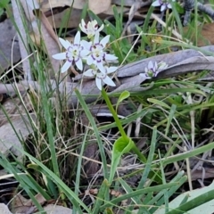 Wurmbea dioica subsp. dioica at Kingsdale, NSW - 4 Sep 2024