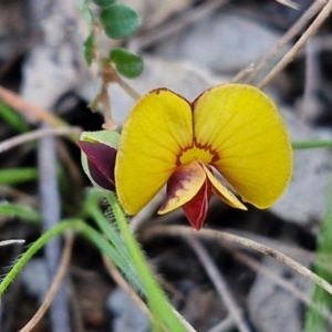 Bossiaea buxifolia at Kingsdale, NSW - 4 Sep 2024