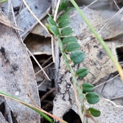 Bossiaea buxifolia at Kingsdale, NSW - 4 Sep 2024