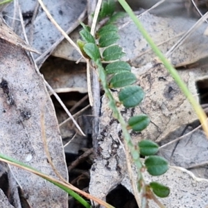 Bossiaea buxifolia at Kingsdale, NSW - 4 Sep 2024 04:21 PM