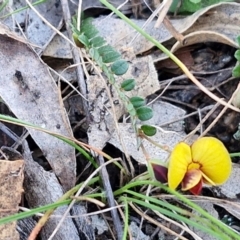 Bossiaea buxifolia at Kingsdale, NSW - 4 Sep 2024