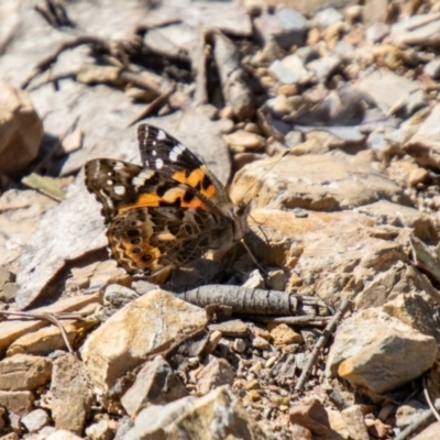 Vanessa kershawi (Australian Painted Lady) at Booth, ACT - 3 Sep 2024 by SWishart