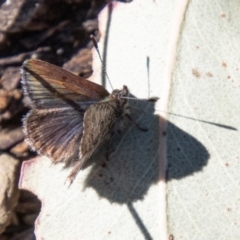 Paralucia crosbyi (Violet Copper Butterfly) at Booth, ACT by SWishart