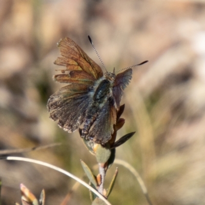 Paralucia crosbyi (Violet Copper Butterfly) at Booth, ACT - 3 Sep 2024 by SWishart