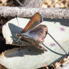 Paralucia crosbyi (Violet Copper Butterfly) at Booth, ACT - 3 Sep 2024 by SWishart