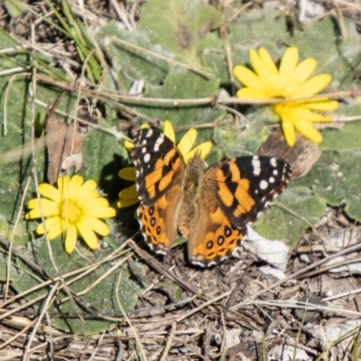 Vanessa kershawi (Australian Painted Lady) at Booth, ACT - 3 Sep 2024 by SWishart