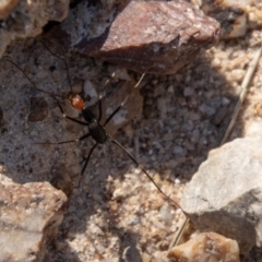 Leptomyrmex erythrocephalus (Spider ant) at Booth, ACT - 3 Sep 2024 by SWishart