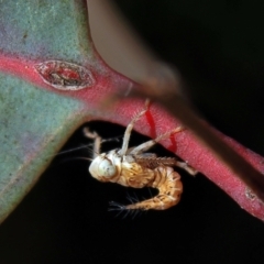 Tartessini sp. (tribe) (A leafhopper) at Higgins, ACT - 3 Sep 2024 by MichaelWenke