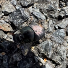 Onthophagus sp. (genus) (Dung beetle) at Murrumbateman, NSW - 27 Aug 2024 by SimoneC