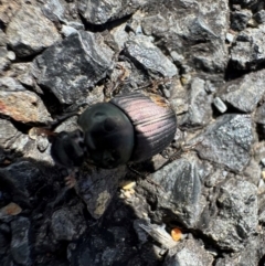 Onthophagus australis at Murrumbateman, NSW - 27 Aug 2024 by SimoneC