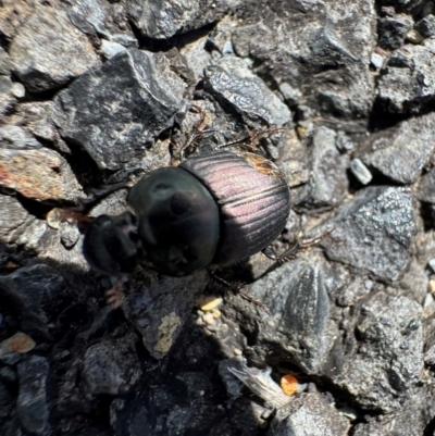 Onthophagus sp. (genus) (Dung beetle) at Murrumbateman, NSW - 27 Aug 2024 by SimoneC