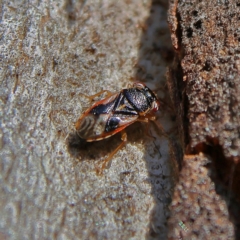 Stylogeocoris elongatus (A big-eyed bug) at Higgins, ACT - 3 Sep 2024 by Trevor