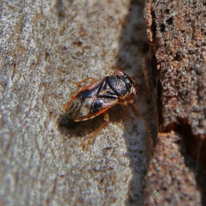 Stylogeocoris elongatus at Higgins, ACT - 3 Sep 2024