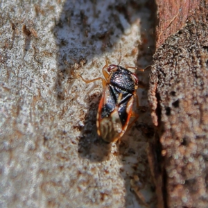 Stylogeocoris elongatus at Higgins, ACT - 3 Sep 2024