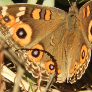 Junonia villida at Murrumbateman, NSW - 4 Sep 2024