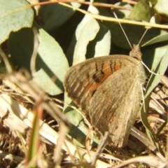 Junonia villida at Murrumbateman, NSW - 4 Sep 2024