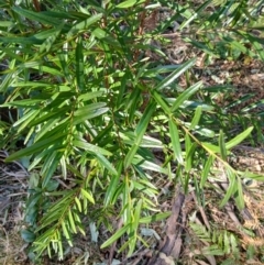 Santalum obtusifolium (Coastal Sandalwood) at Lake Conjola, NSW - 3 Sep 2024 by plants