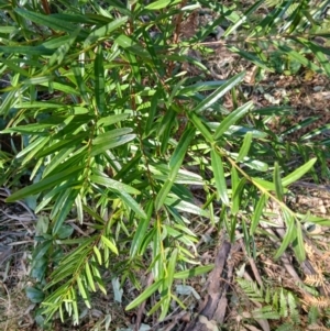 Santalum obtusifolium at Lake Conjola, NSW - 4 Sep 2024