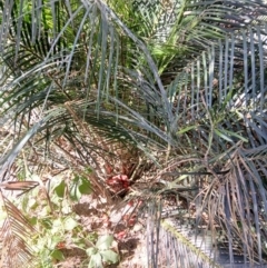 Macrozamia communis (Burrawang) at Lake Conjola, NSW - 3 Sep 2024 by plants