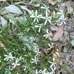 Ricinocarpos pinifolius (wedding bush) at Lake Conjola, NSW - 4 Sep 2024 by plants