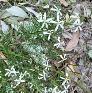 Ricinocarpos pinifolius at Lake Conjola, NSW - 4 Sep 2024