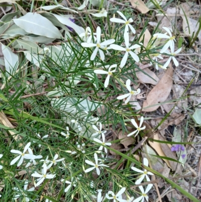 Ricinocarpos pinifolius (wedding bush) at Lake Conjola, NSW - 3 Sep 2024 by plants