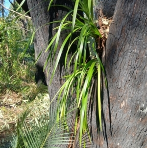 Cymbidium suave at Lake Conjola, NSW - suppressed