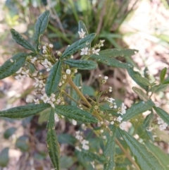 Zieria smithii (Sandfly Zieria) at Lake Conjola, NSW - 4 Sep 2024 by plants